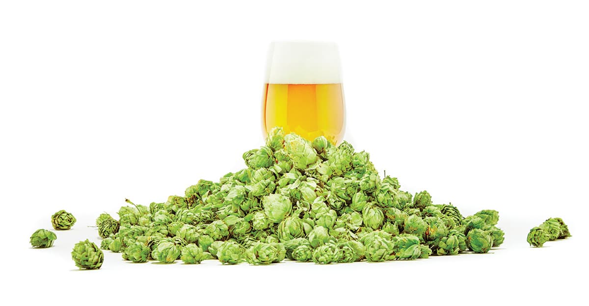 Let’s Go, Let’s Show, Let’s Rodeo: Lessons in Fresh Hopping