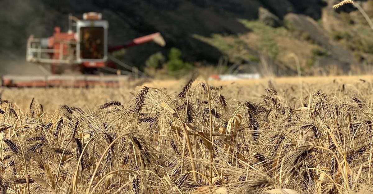 Old Malt, New Tricks: Adding Flavor and Interest with Heritage Varieties