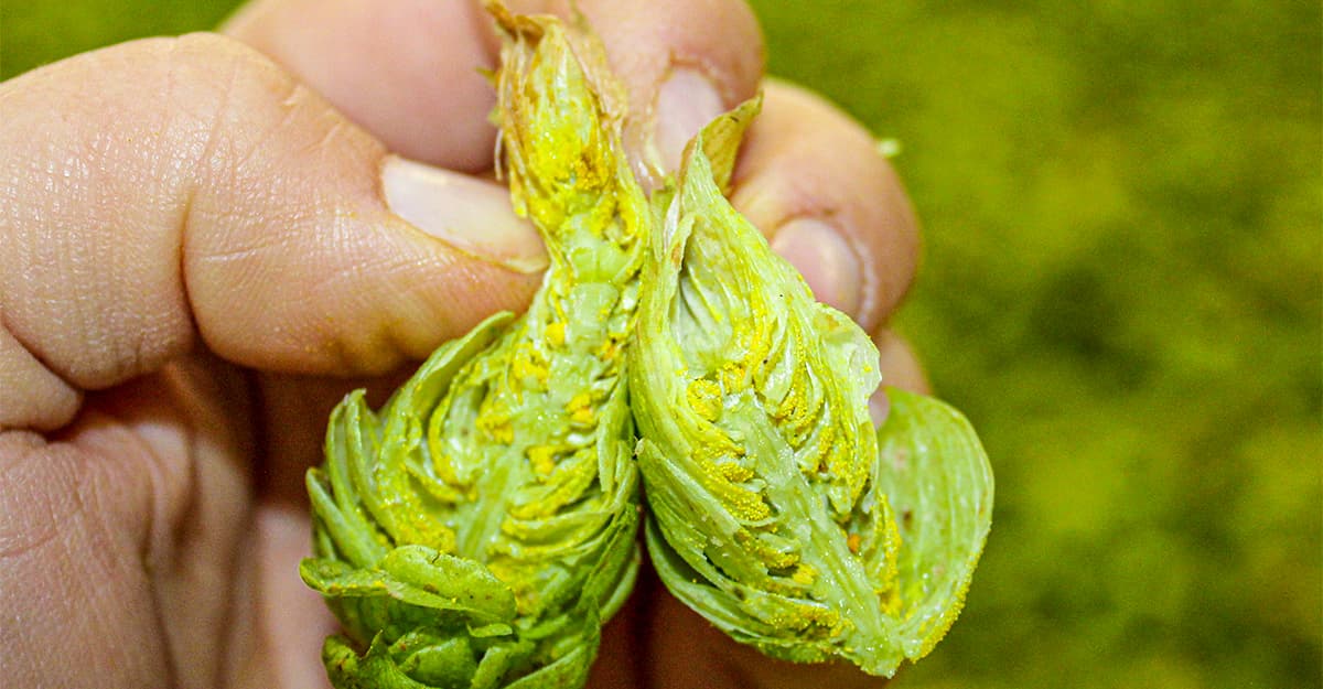 Hop Maturity: The Impact of When They Pick