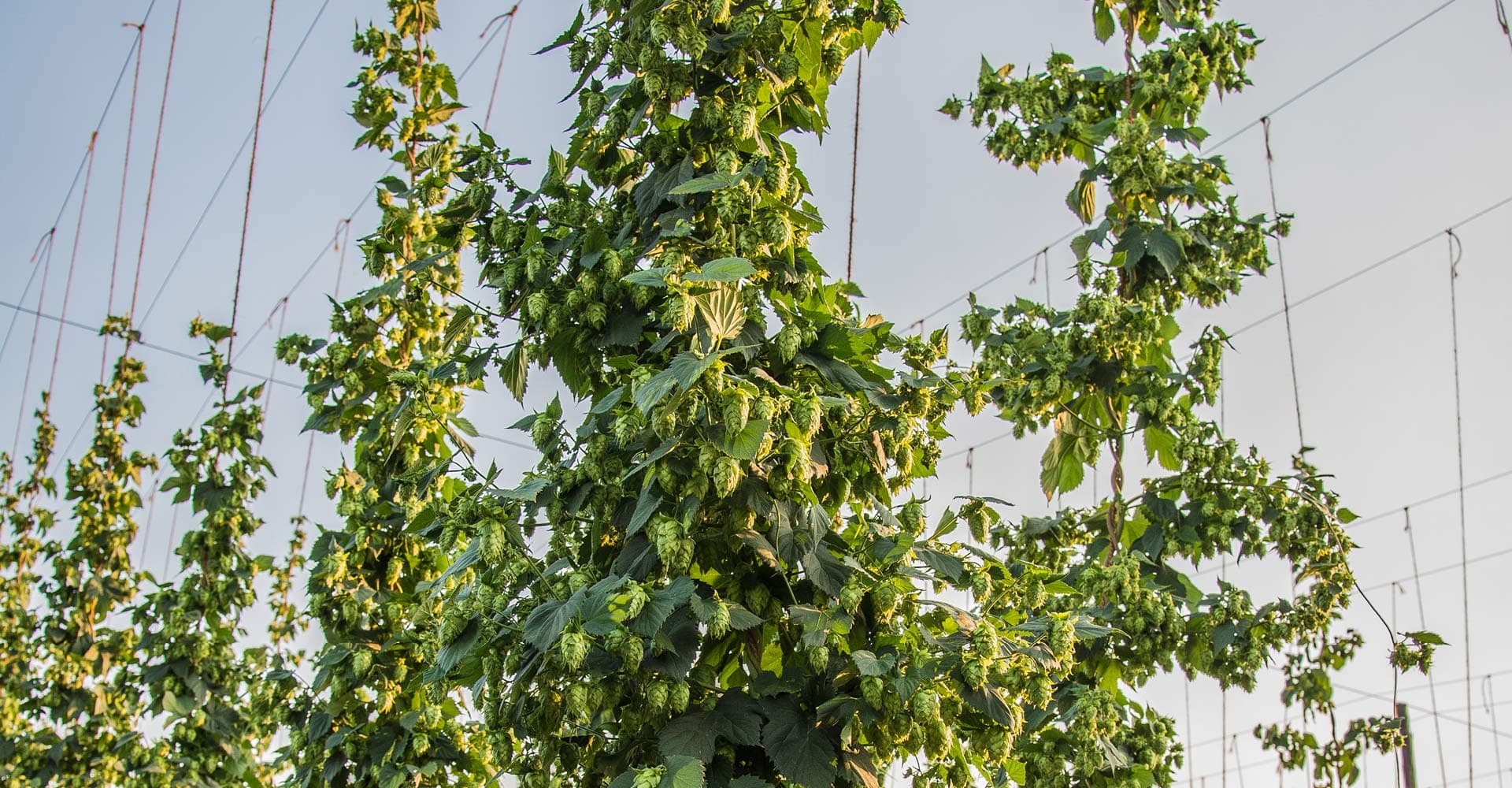 Navigating the Hops Market