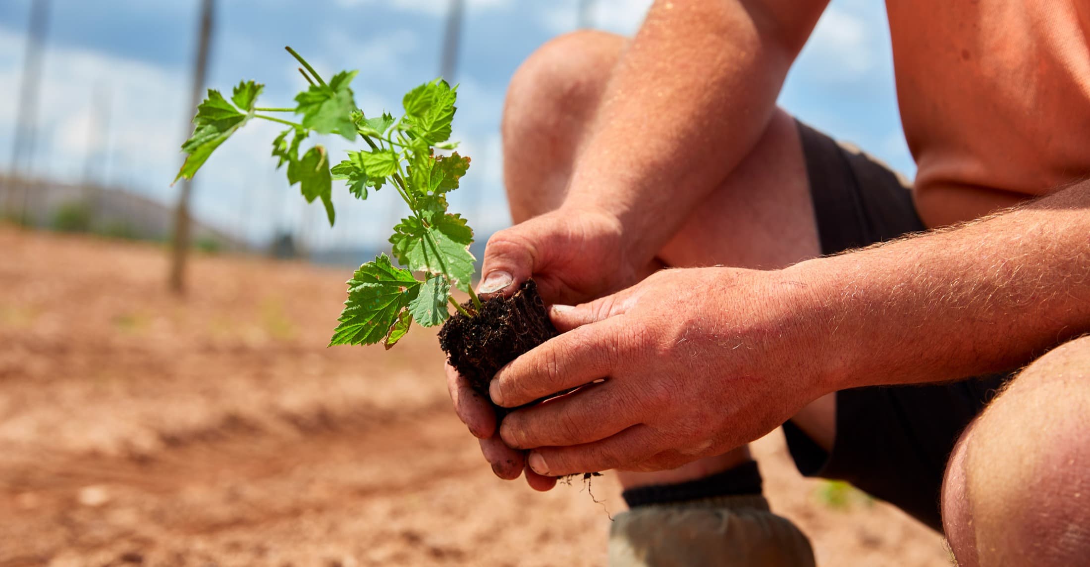 Hop Products Australia’s Multi-million-dollar Expansion is Good News for Brewers