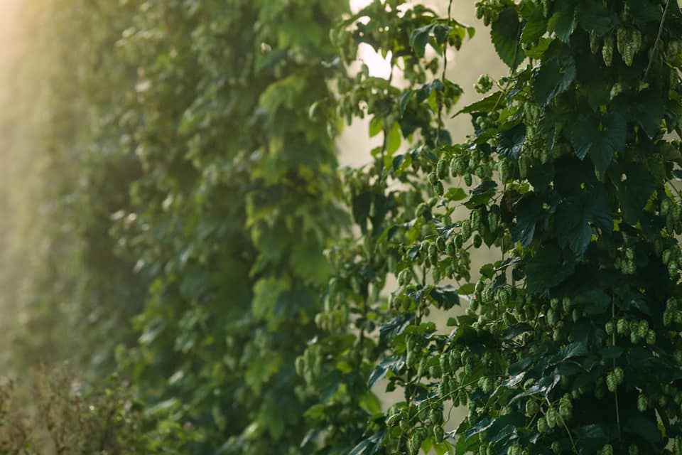 Pacific Northwest Hop Fields Sustain Storm Damage, Because It’s 2020