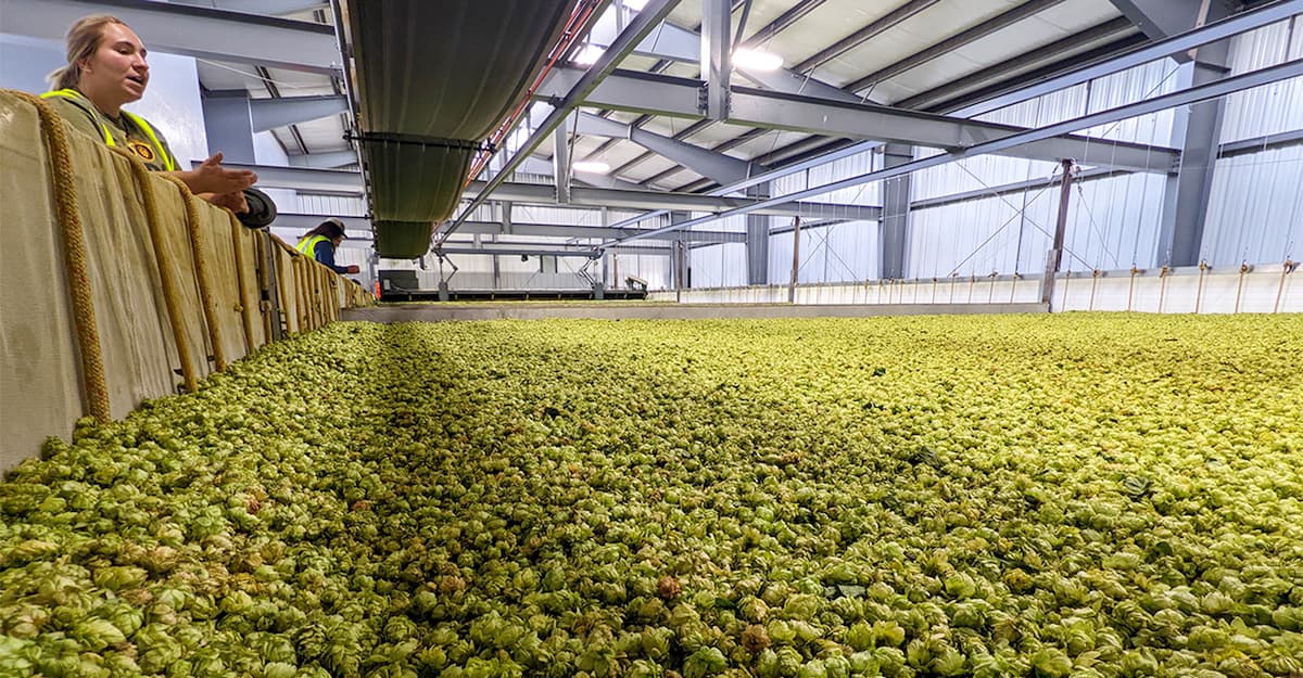 Hops Insider: Decoding the Hop Market