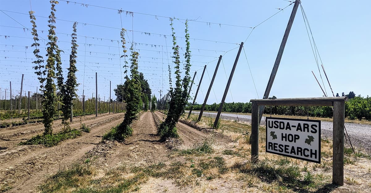 New Hop Varieties Are Graduating into a Tough Job Market