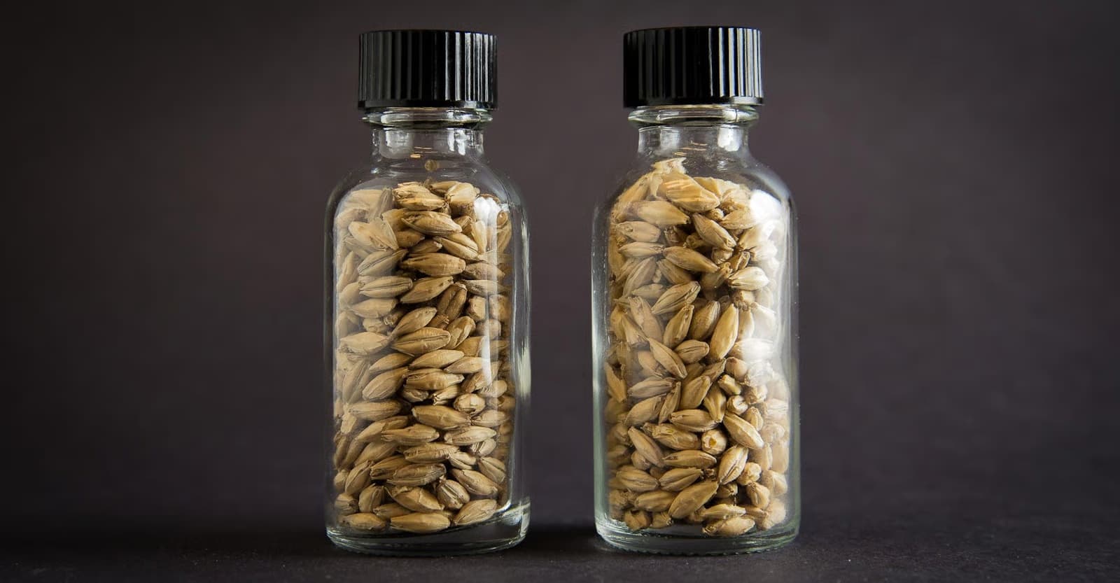 Malt Insider: What Loxless Barley Might Do for the Craft Brewery
