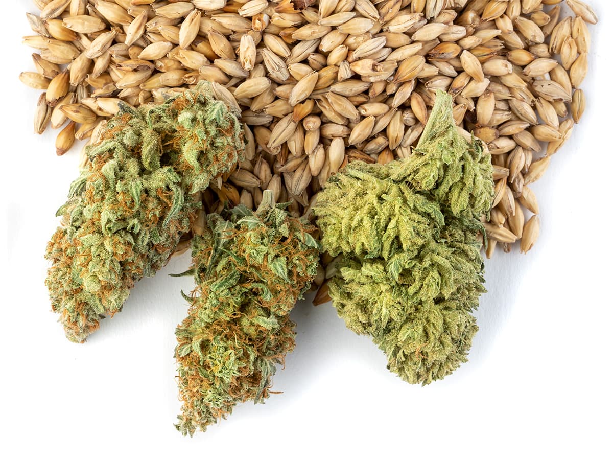 The Hard Part About Making THC Beverages Isn’t the Making