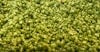 Hops Insider: Promising Harvest Despite Fires & Climate Fears Image