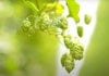 Three New Hops Emerge into a Competitive Field Image